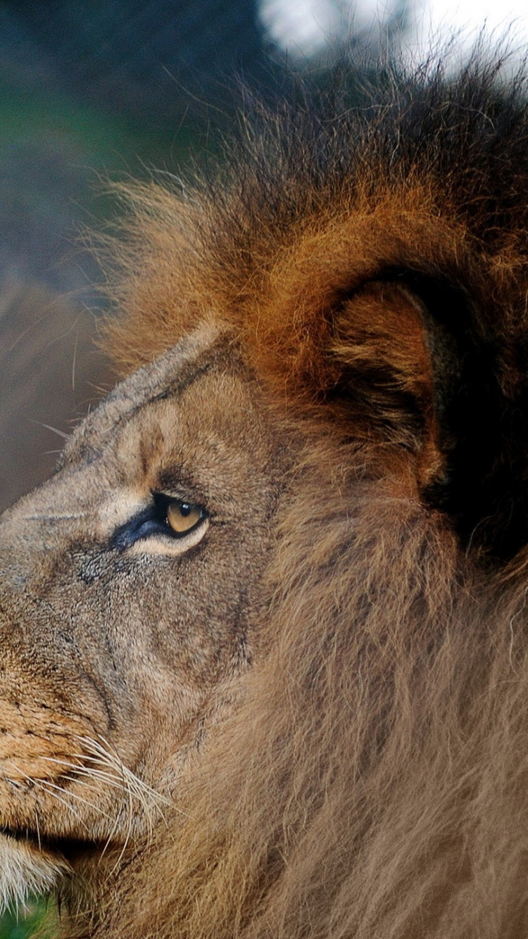 Обои Лев, живая природа, масаи Лев, наземные животные, наземных животных в разрешении 750x1334