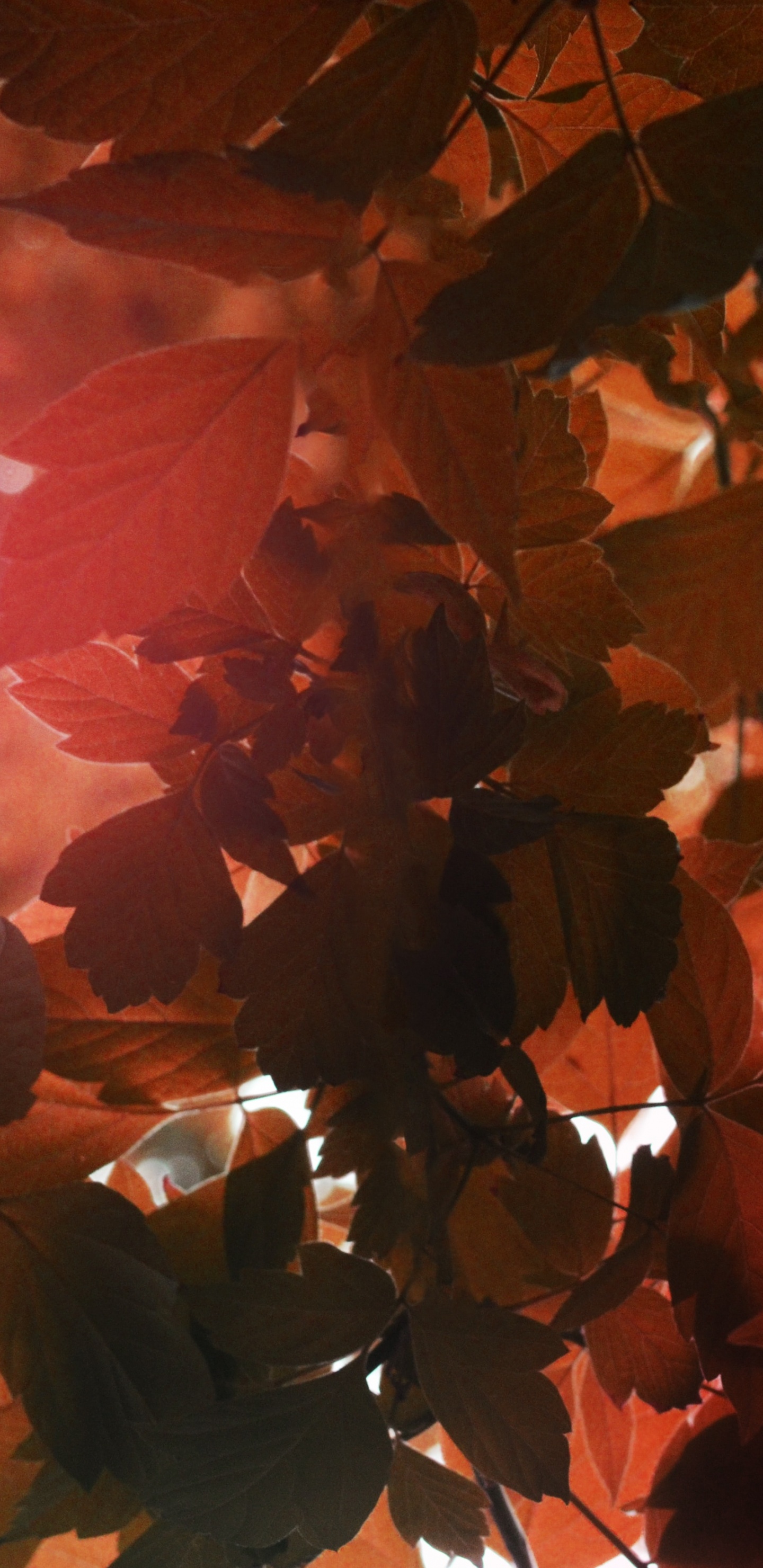 Обои свет, весы, телец, Апельсин, лист в разрешении 1440x2960