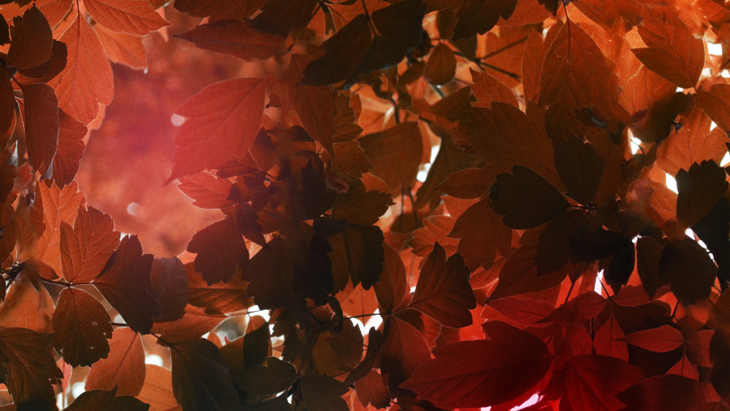 Обои свет, весы, телец, Апельсин, лист в разрешении 2560x1440