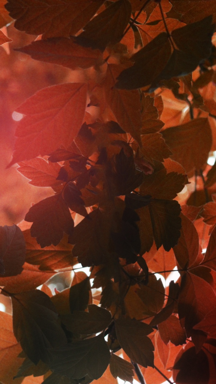 Обои свет, весы, телец, Апельсин, лист в разрешении 720x1280