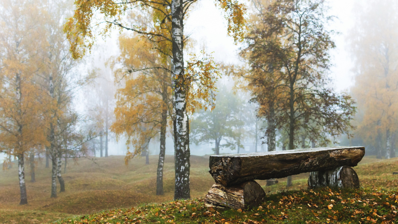 Обои лесистая местность, береза, осень, дерево, лес в разрешении 1366x768