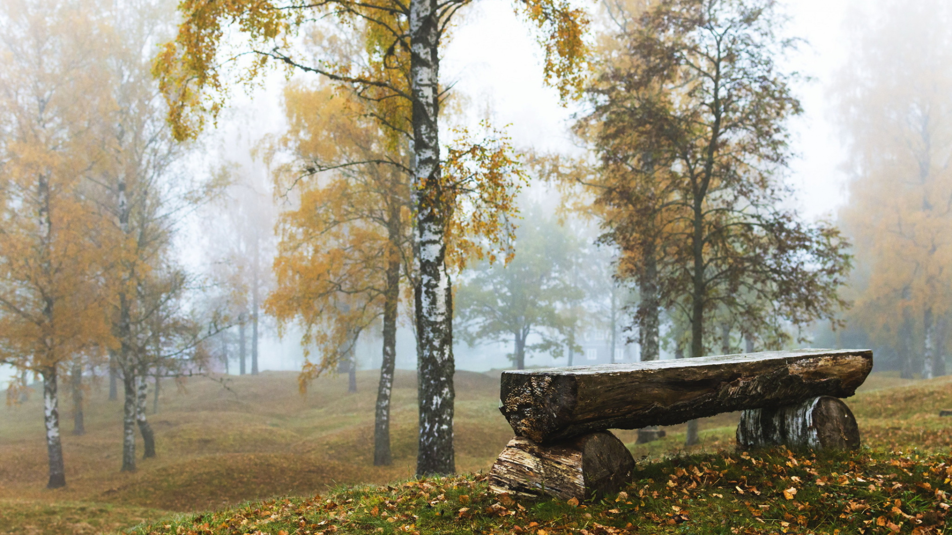 Обои лесистая местность, береза, осень, дерево, лес в разрешении 1920x1080