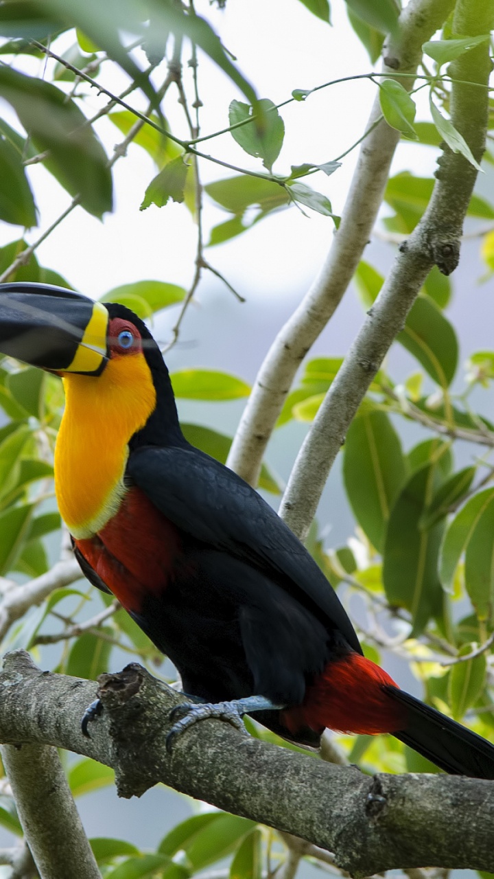 Обои токо тукан, клюв, птица, тукан, дятлообразных в разрешении 720x1280