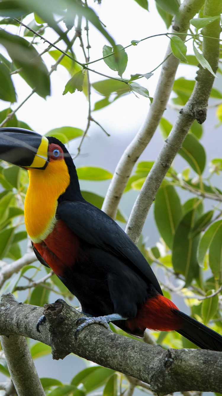 Обои токо тукан, клюв, птица, тукан, дятлообразных в разрешении 750x1334