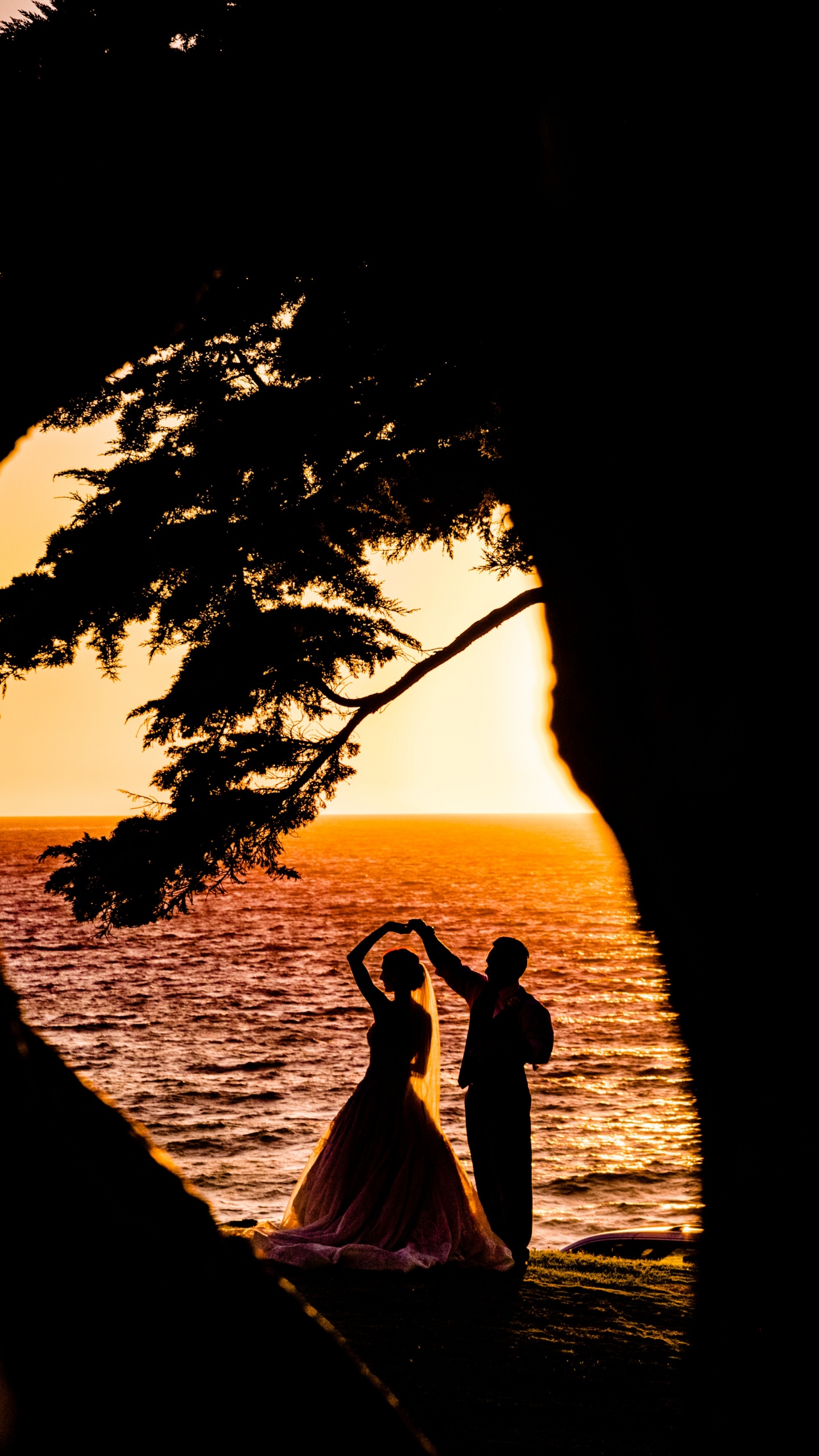 Обои закат, дерево, восход солнца, вода, древесные растения в разрешении 1440x2560