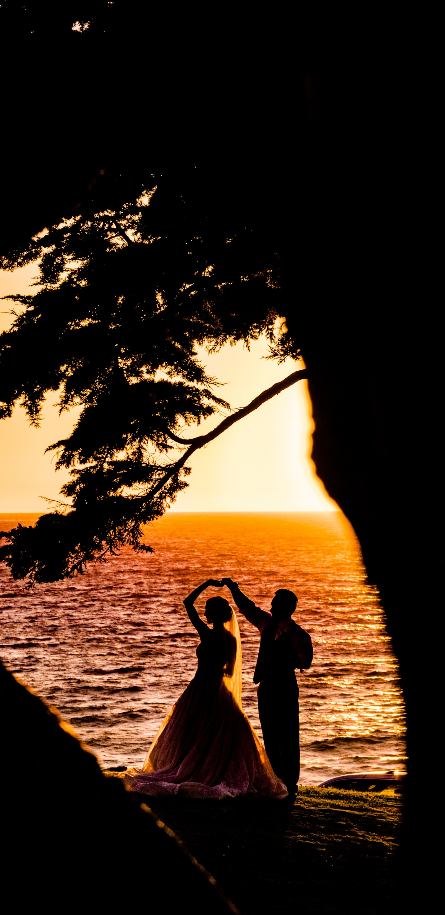 Обои закат, дерево, восход солнца, вода, древесные растения в разрешении 1440x2960