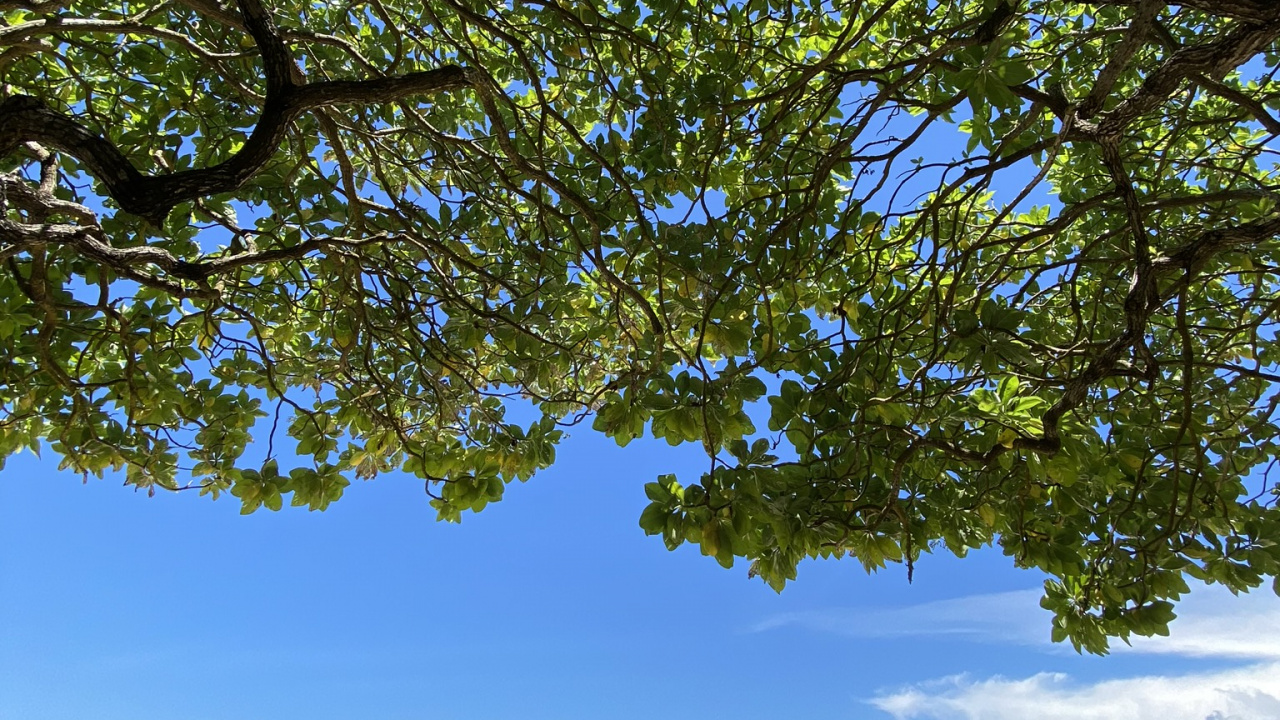 Обои дерево, ветвь, берег, побережье, пляж в разрешении 1280x720