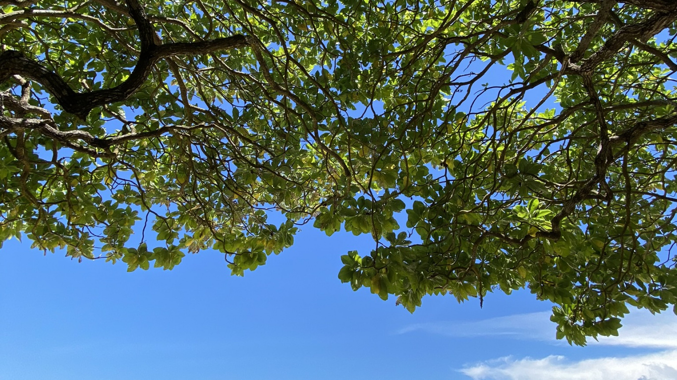 Обои дерево, ветвь, берег, побережье, пляж в разрешении 1366x768