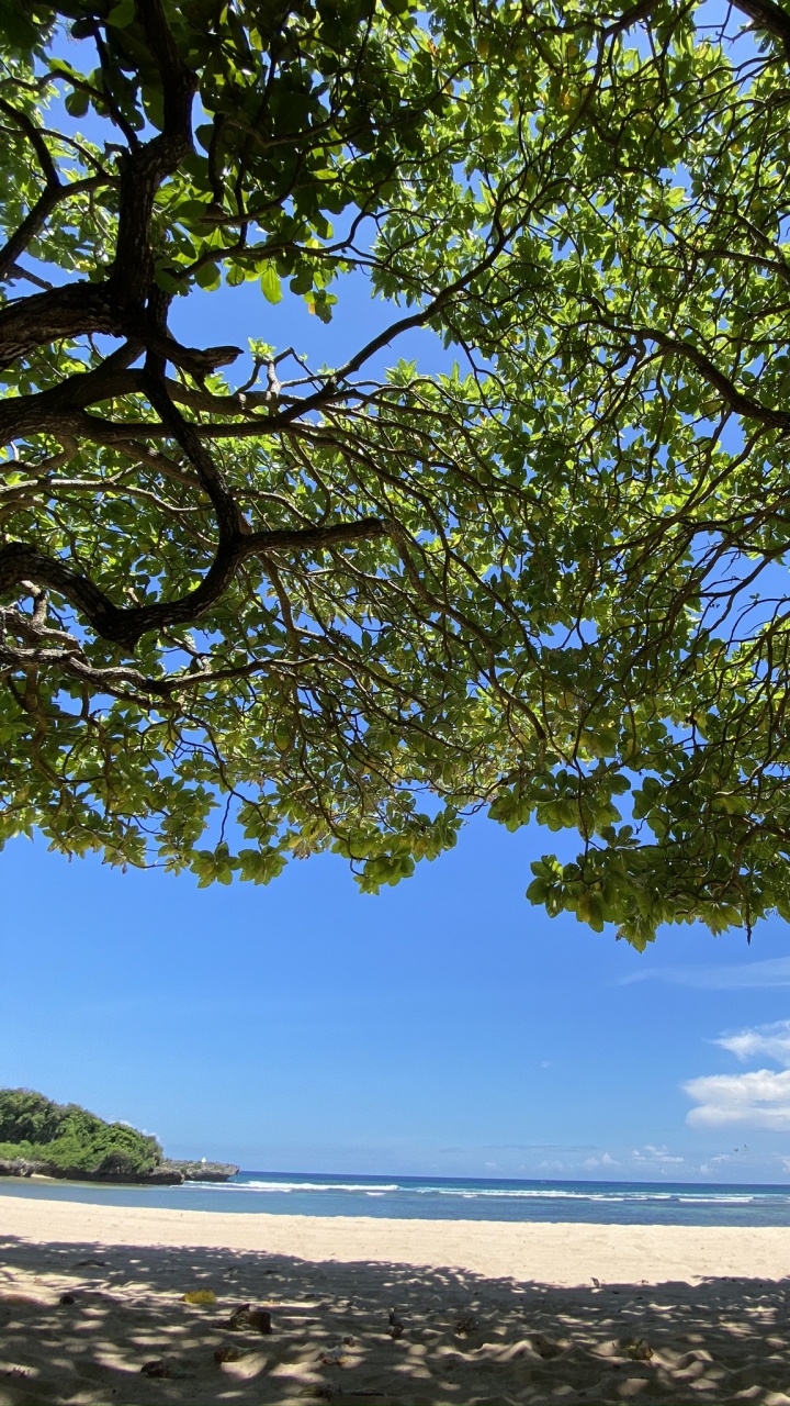 Обои дерево, ветвь, берег, побережье, пляж в разрешении 720x1280