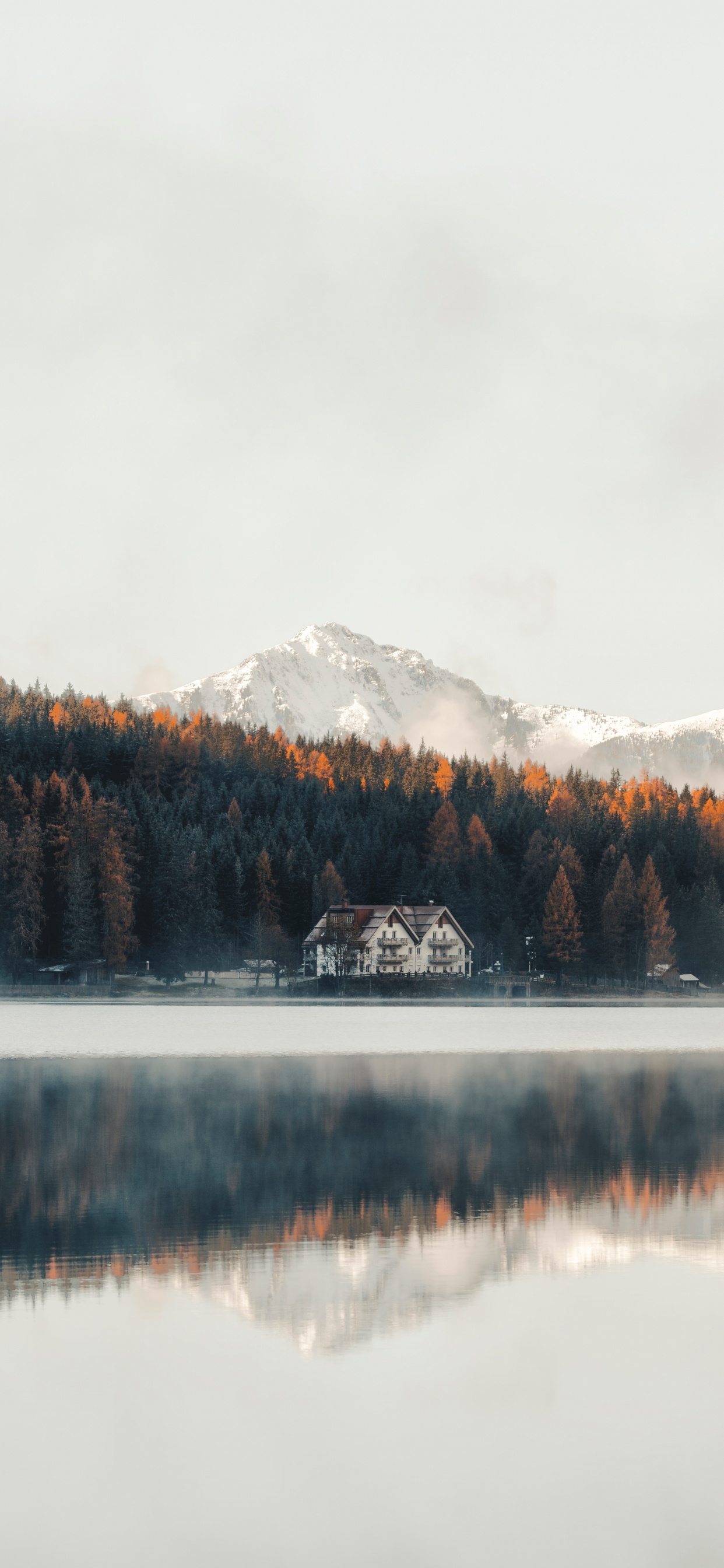 Обои природа, вода, отражение, озеро, дерево в разрешении 1242x2688