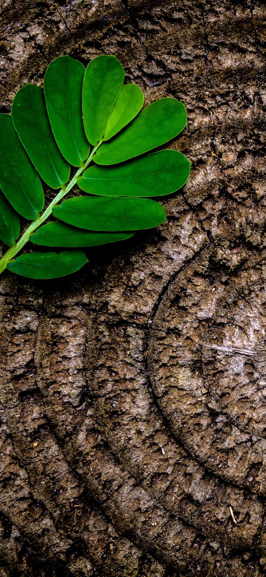 Обои лист, зеленый, дерево, растение, пень в разрешении 1125x2436