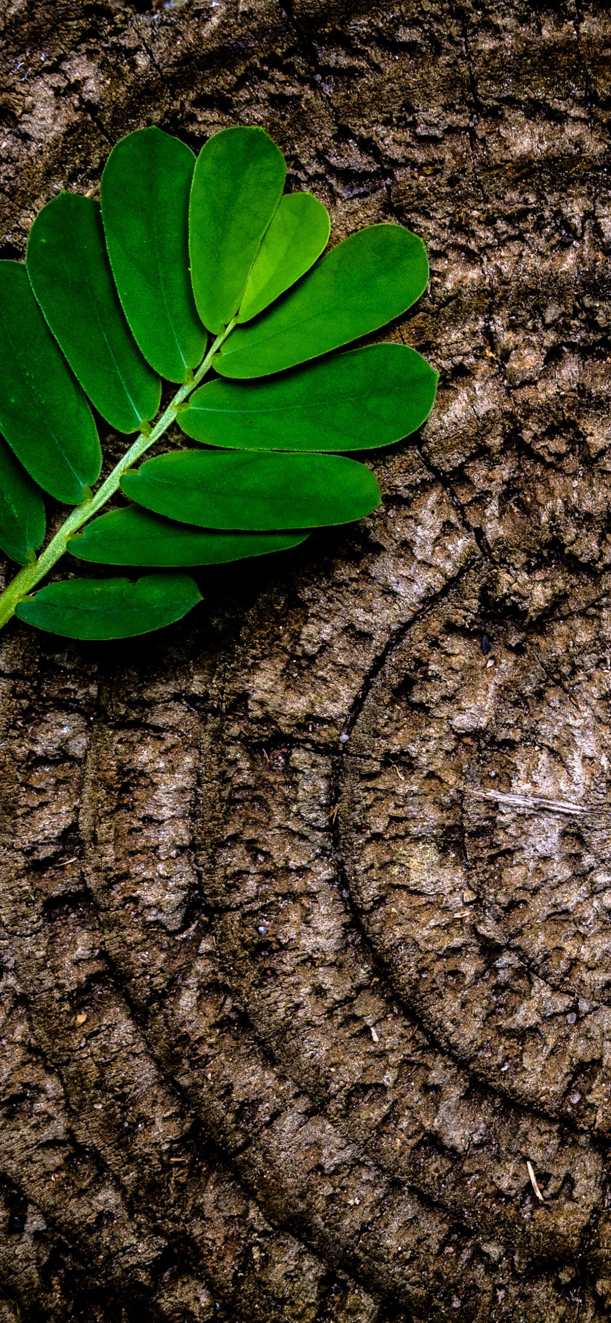 Обои лист, зеленый, дерево, растение, пень в разрешении 1242x2688