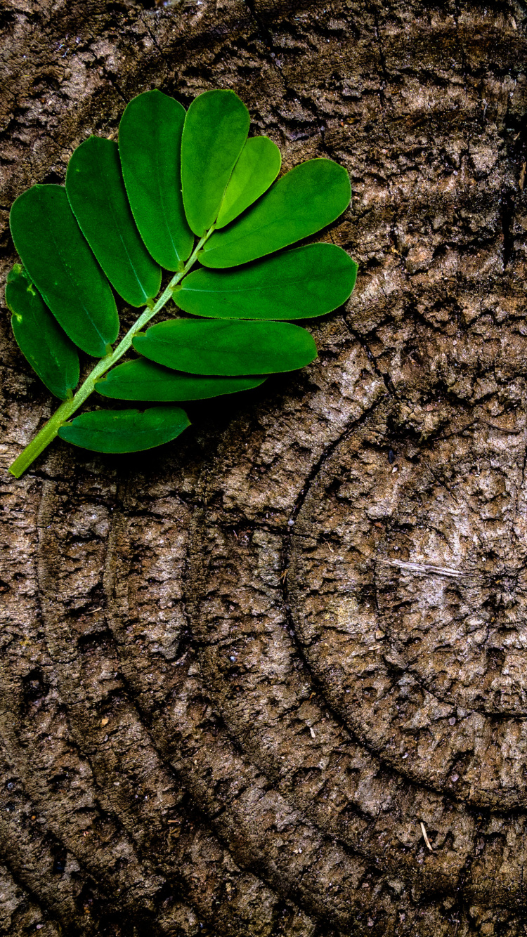 Обои лист, зеленый, дерево, растение, пень в разрешении 750x1334