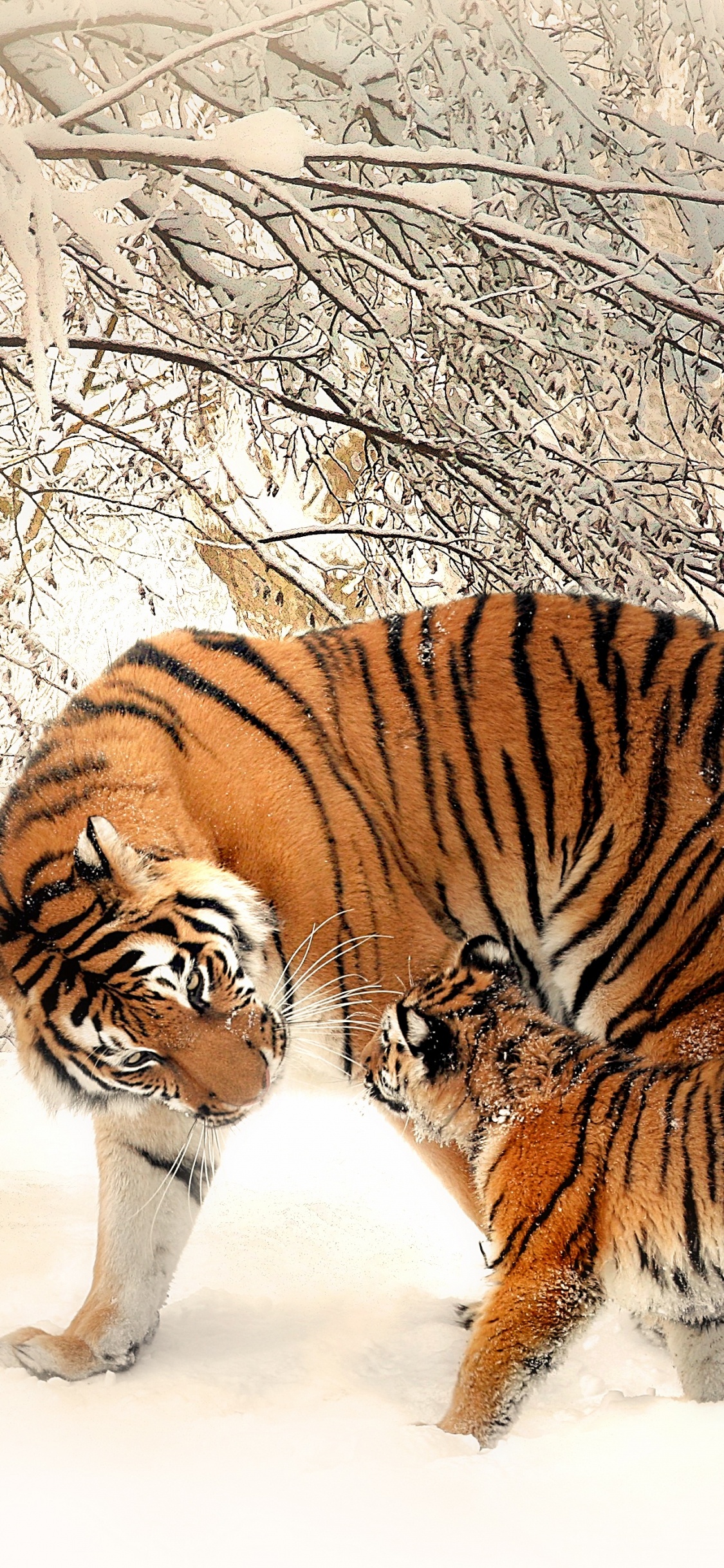Обои Белый тигр, Амурский тигр, кошачьих, Леопард, Лев в разрешении 1125x2436