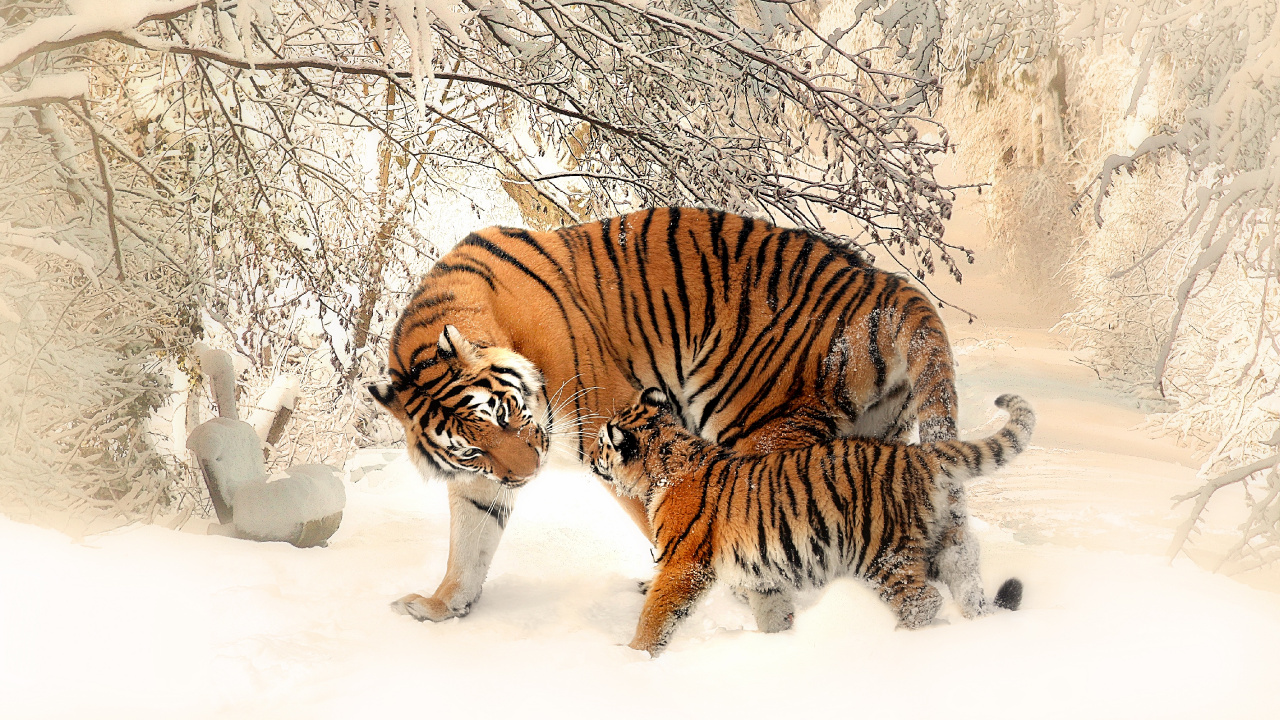 Обои Белый тигр, Амурский тигр, кошачьих, Леопард, Лев в разрешении 1280x720