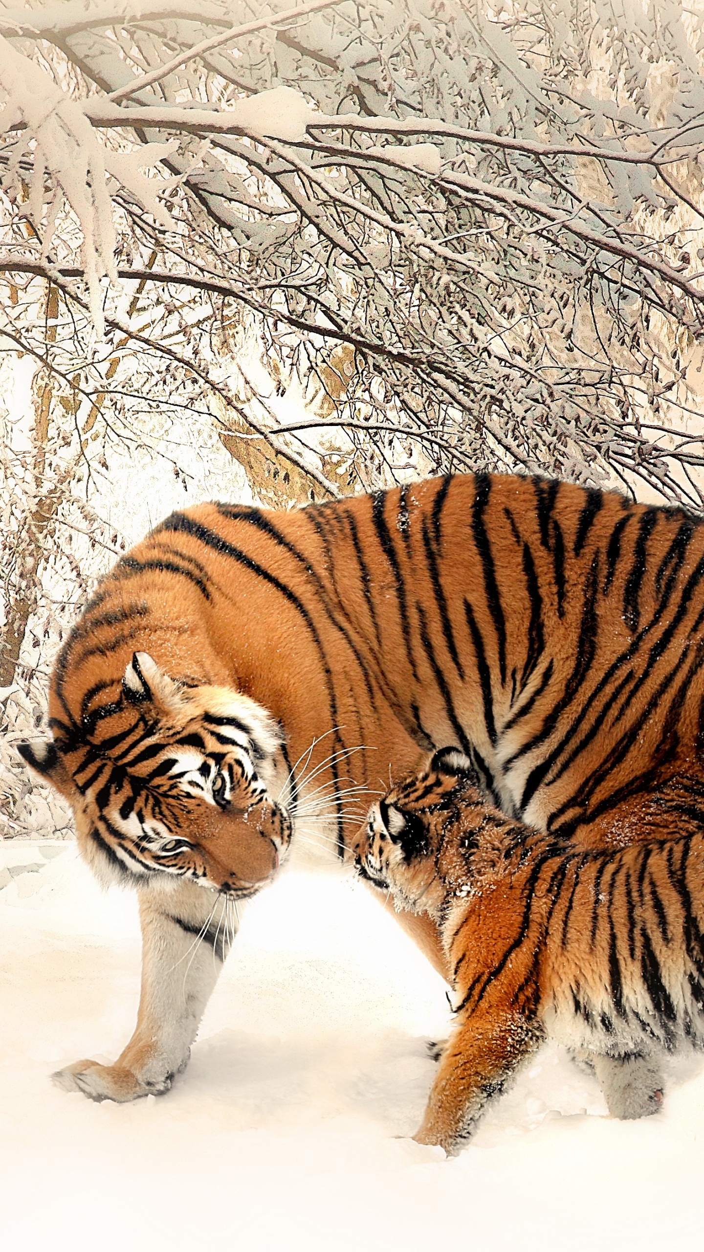 Обои Белый тигр, Амурский тигр, кошачьих, Леопард, Лев в разрешении 1440x2560