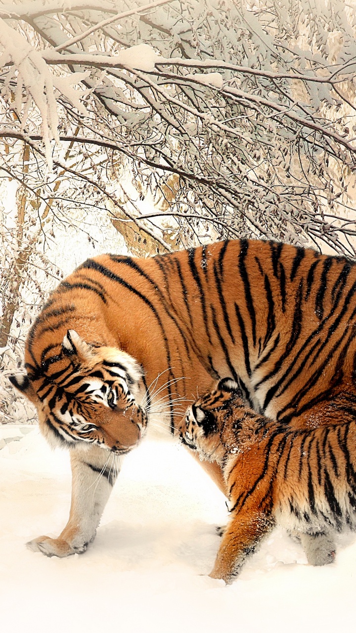 Обои Белый тигр, Амурский тигр, кошачьих, Леопард, Лев в разрешении 720x1280