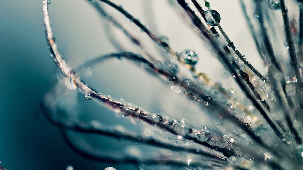 Обои вода, падение, влага, ветвь, роса в разрешении 1280x720