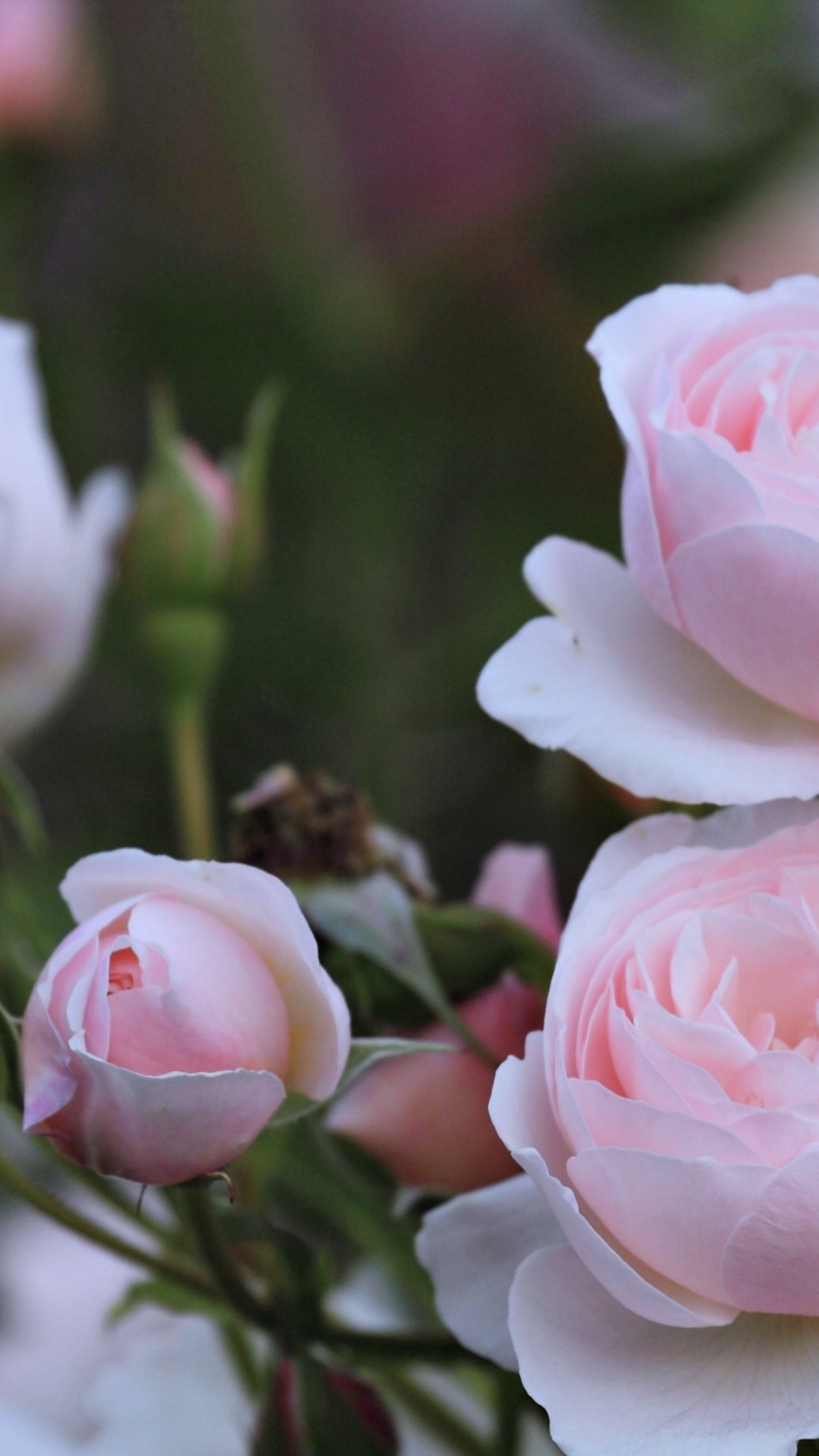 Обои Роза, лепесток, цветок, пейзаж, розовый в разрешении 1080x1920