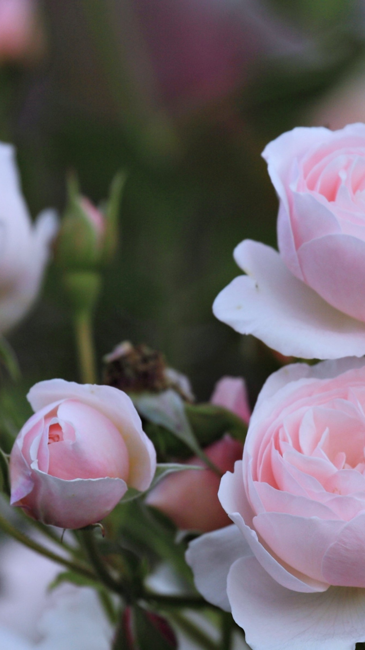 Обои Роза, лепесток, цветок, пейзаж, розовый в разрешении 750x1334