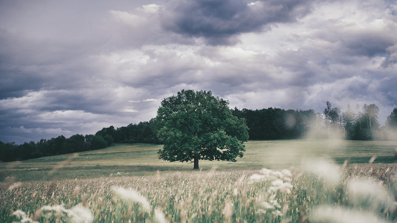 Обои природа, облако, растение, атмосфера, природный ландшафт в разрешении 1366x768