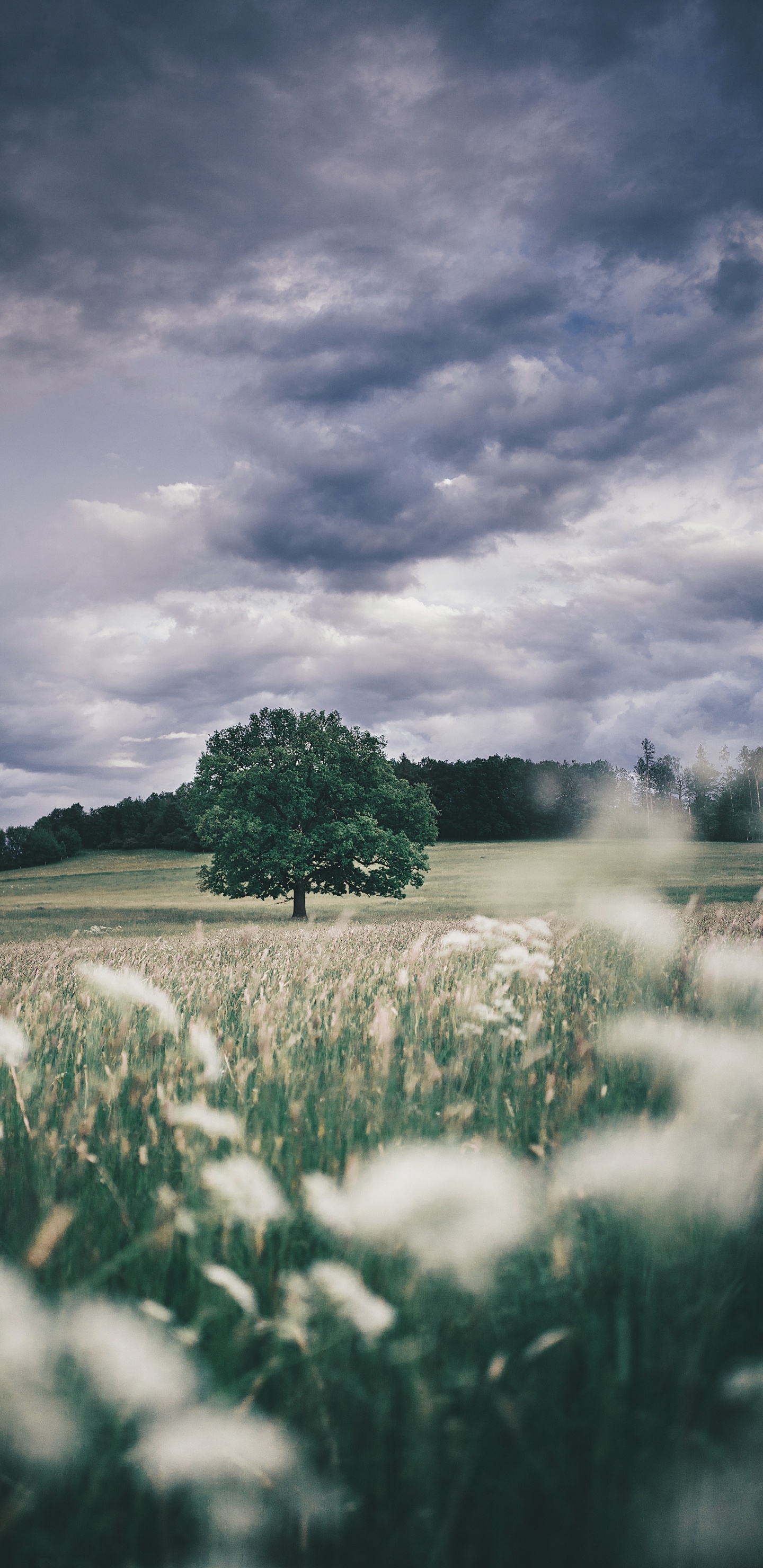 Обои природа, облако, растение, атмосфера, природный ландшафт в разрешении 1440x2960
