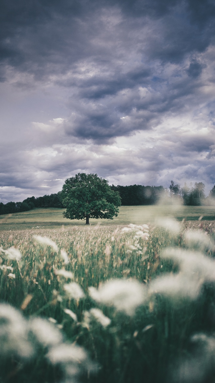 Обои природа, облако, растение, атмосфера, природный ландшафт в разрешении 720x1280