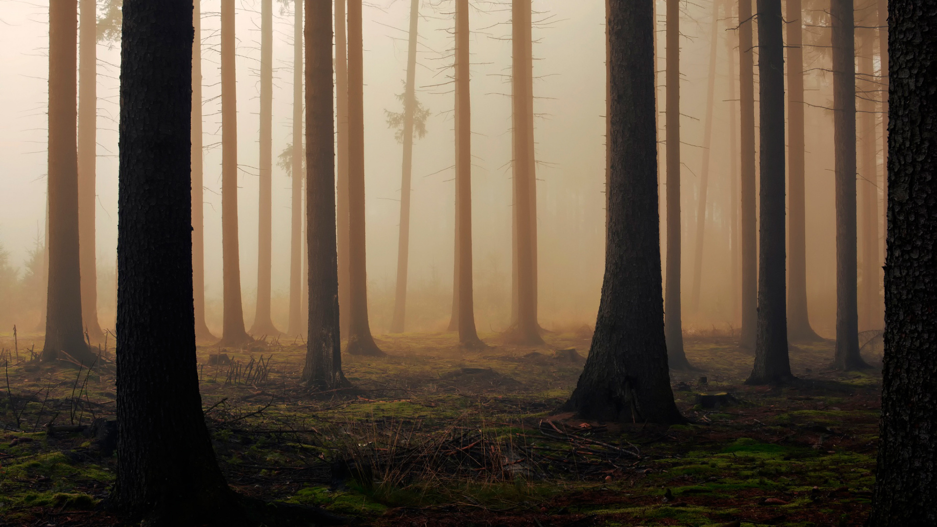 Обои лес, дерево, лесистая местность, сосна, экосистема в разрешении 1920x1080
