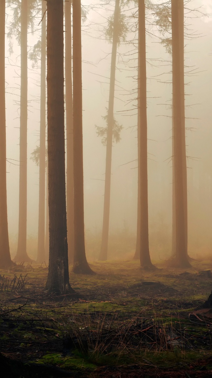 Обои лес, дерево, лесистая местность, сосна, экосистема в разрешении 720x1280