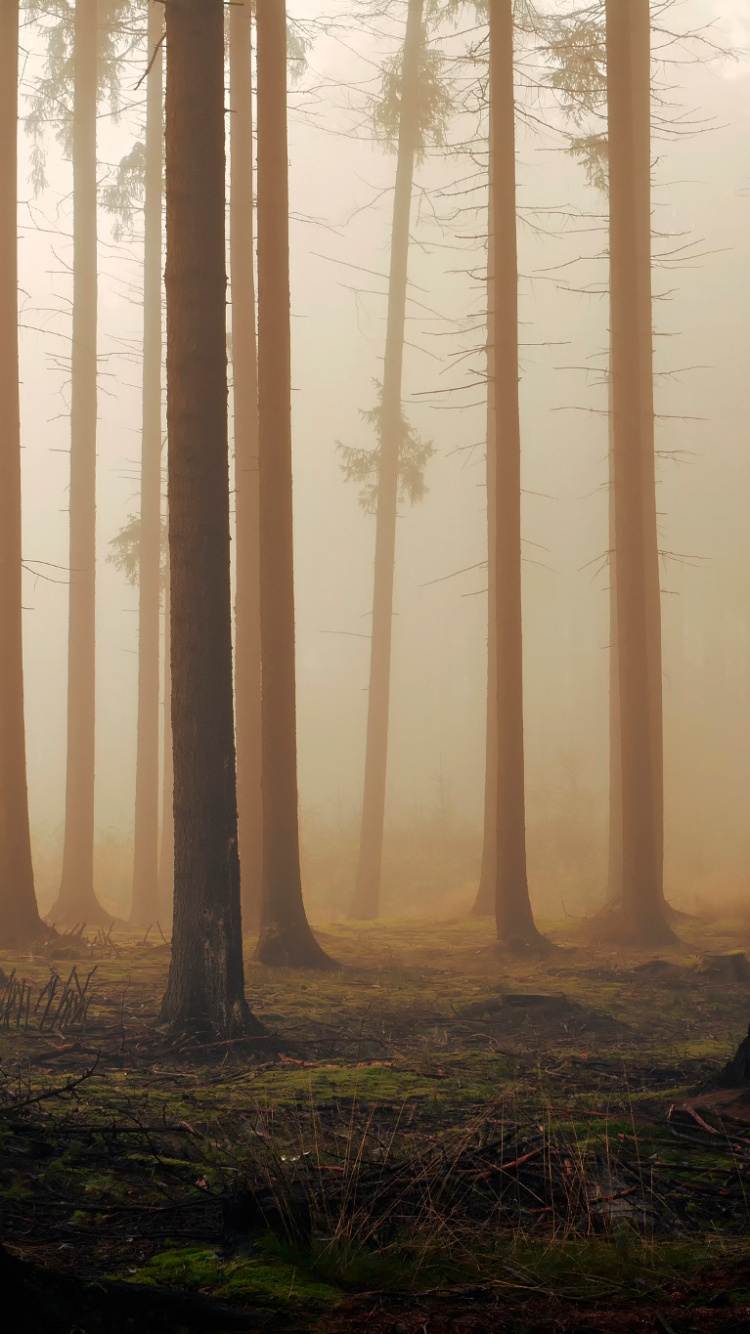 Обои лес, дерево, лесистая местность, сосна, экосистема в разрешении 750x1334