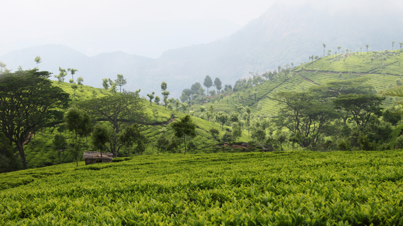 Обои растительность, Горы Нилгири, Нилгири чай, чай, горная станция в разрешении 1366x768