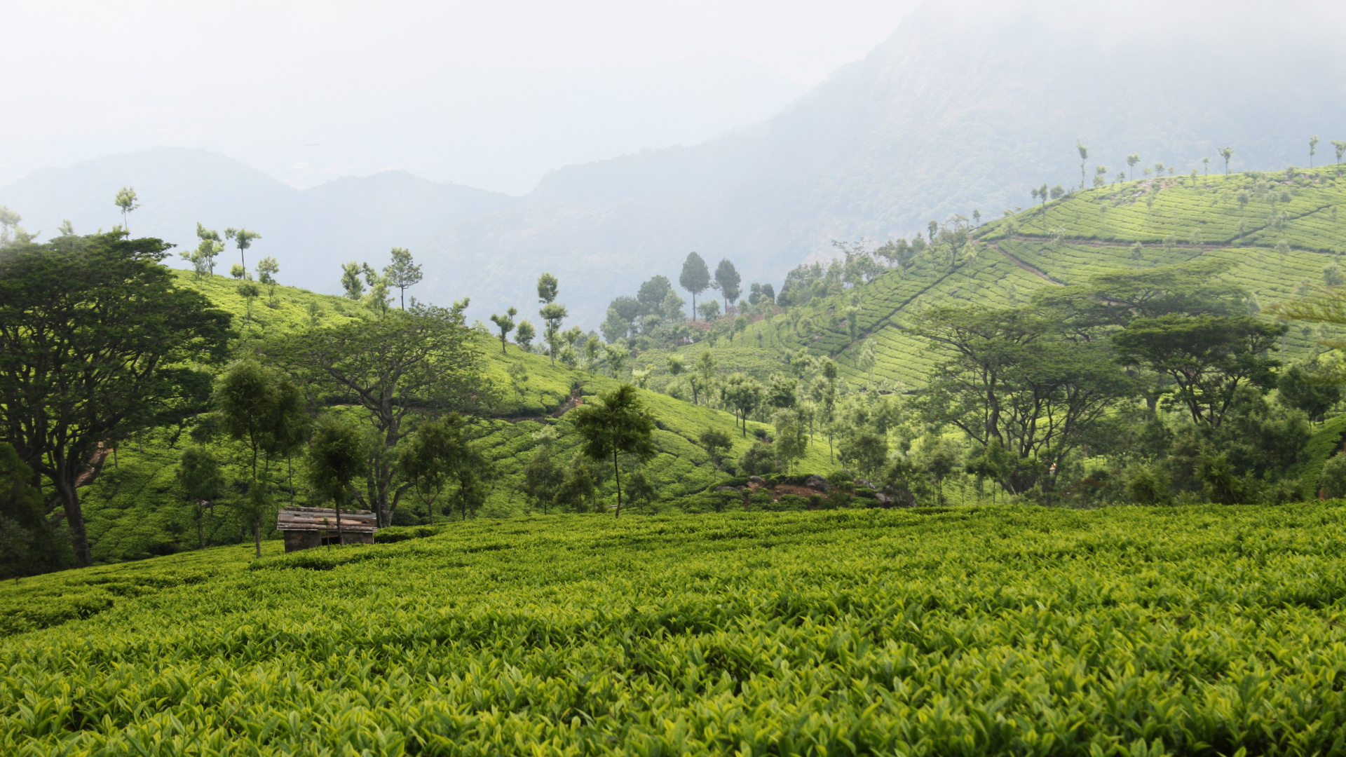 Обои растительность, Горы Нилгири, Нилгири чай, чай, горная станция в разрешении 1920x1080