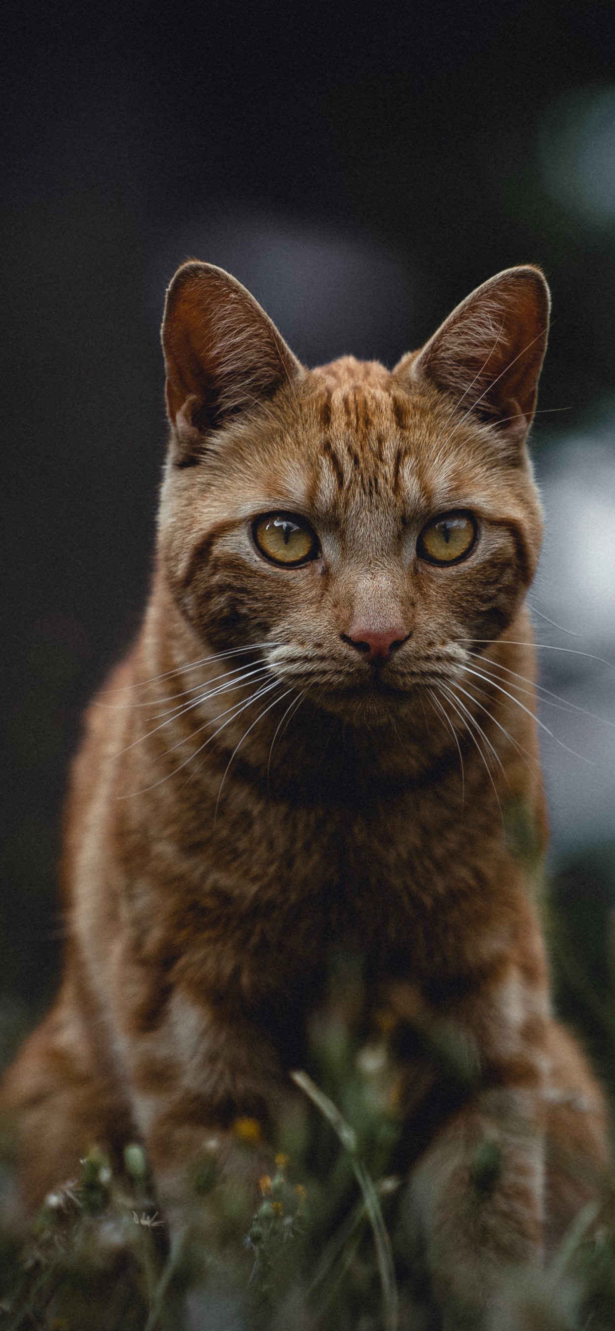 Обои полосатый кот, кот, бакенбарды, кошачьих, живая природа в разрешении 1242x2688