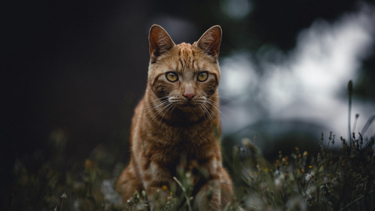 Обои полосатый кот, кот, бакенбарды, кошачьих, живая природа в разрешении 1280x720