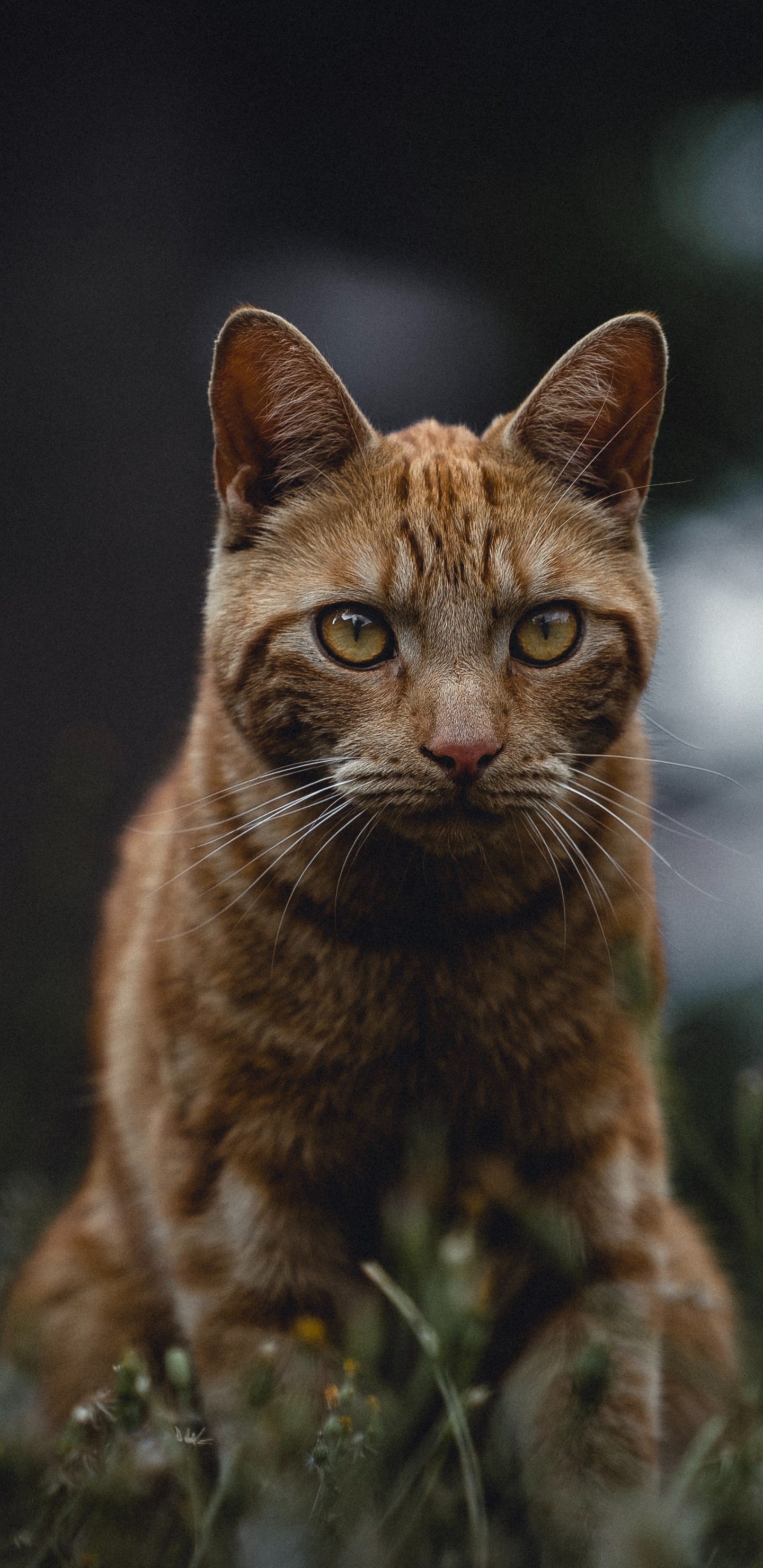 Обои полосатый кот, кот, бакенбарды, кошачьих, живая природа в разрешении 1440x2960