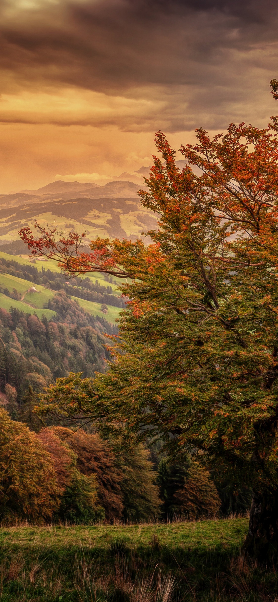 Обои природа, пейзаж, солнечный свет, лес, дикая местность в разрешении 1125x2436