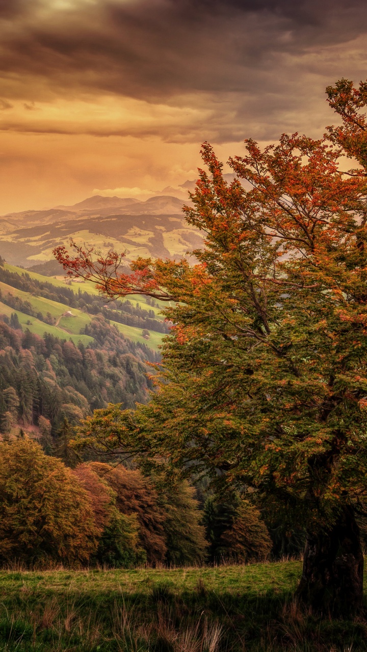 Обои природа, пейзаж, солнечный свет, лес, дикая местность в разрешении 720x1280