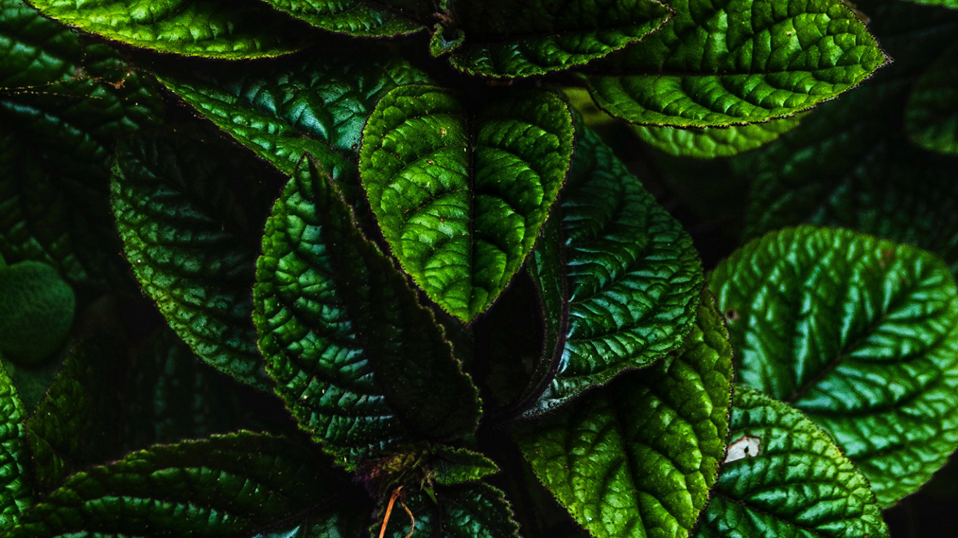 Обои лист, растение, зеленый, ботаники, наземное растение в разрешении 1366x768