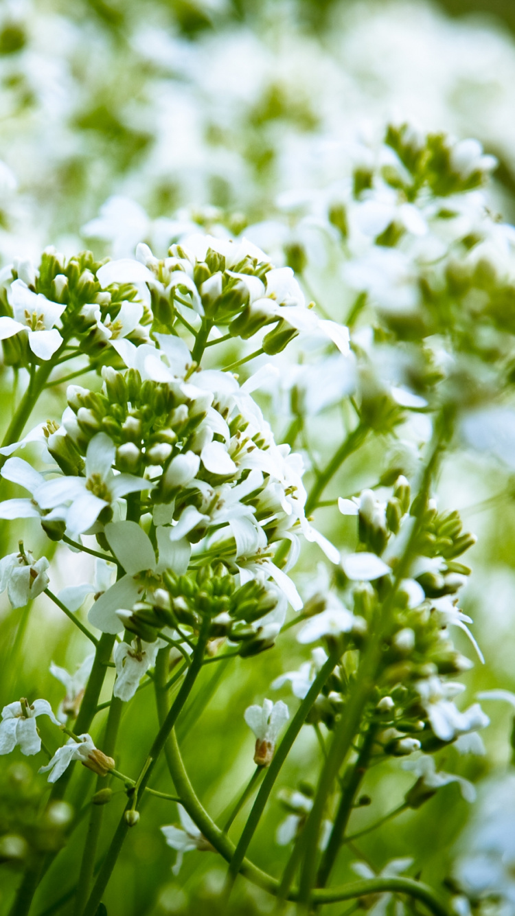 Обои белые, весна, полукустарниковые, белый, семейные петрушки в разрешении 750x1334