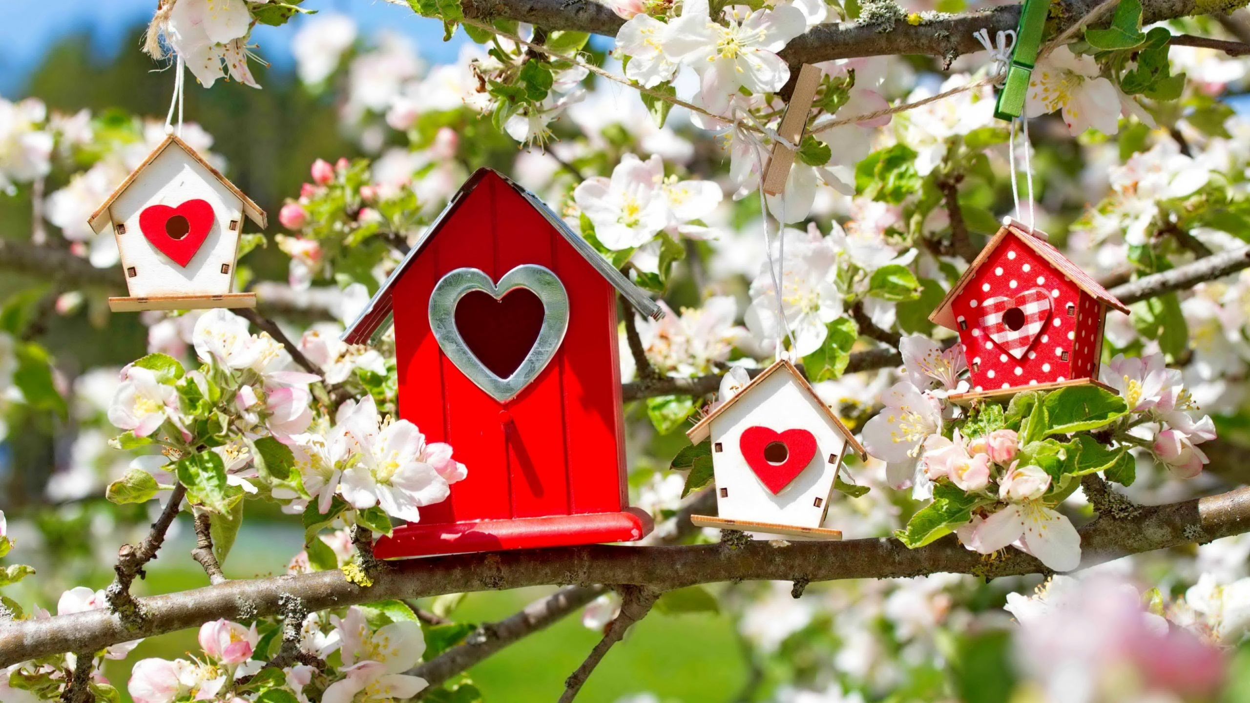 Обои цветок дерево символ любви, цветок, дерево, растение, лепесток в разрешении 2560x1440