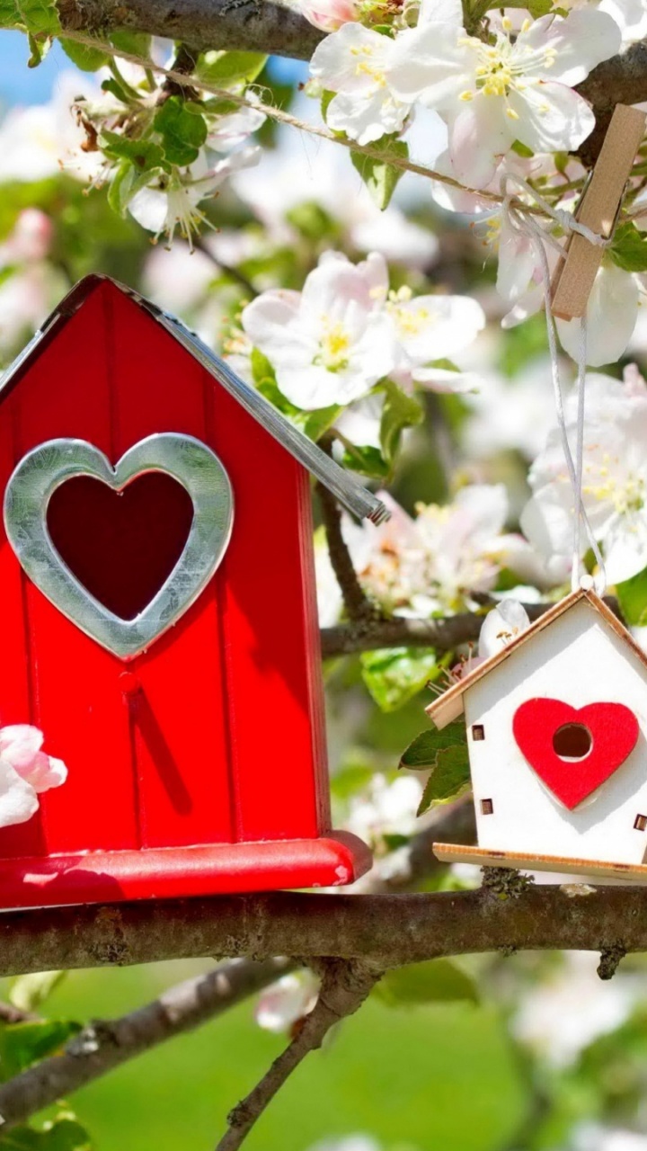 Обои цветок дерево символ любви, цветок, дерево, растение, лепесток в разрешении 720x1280