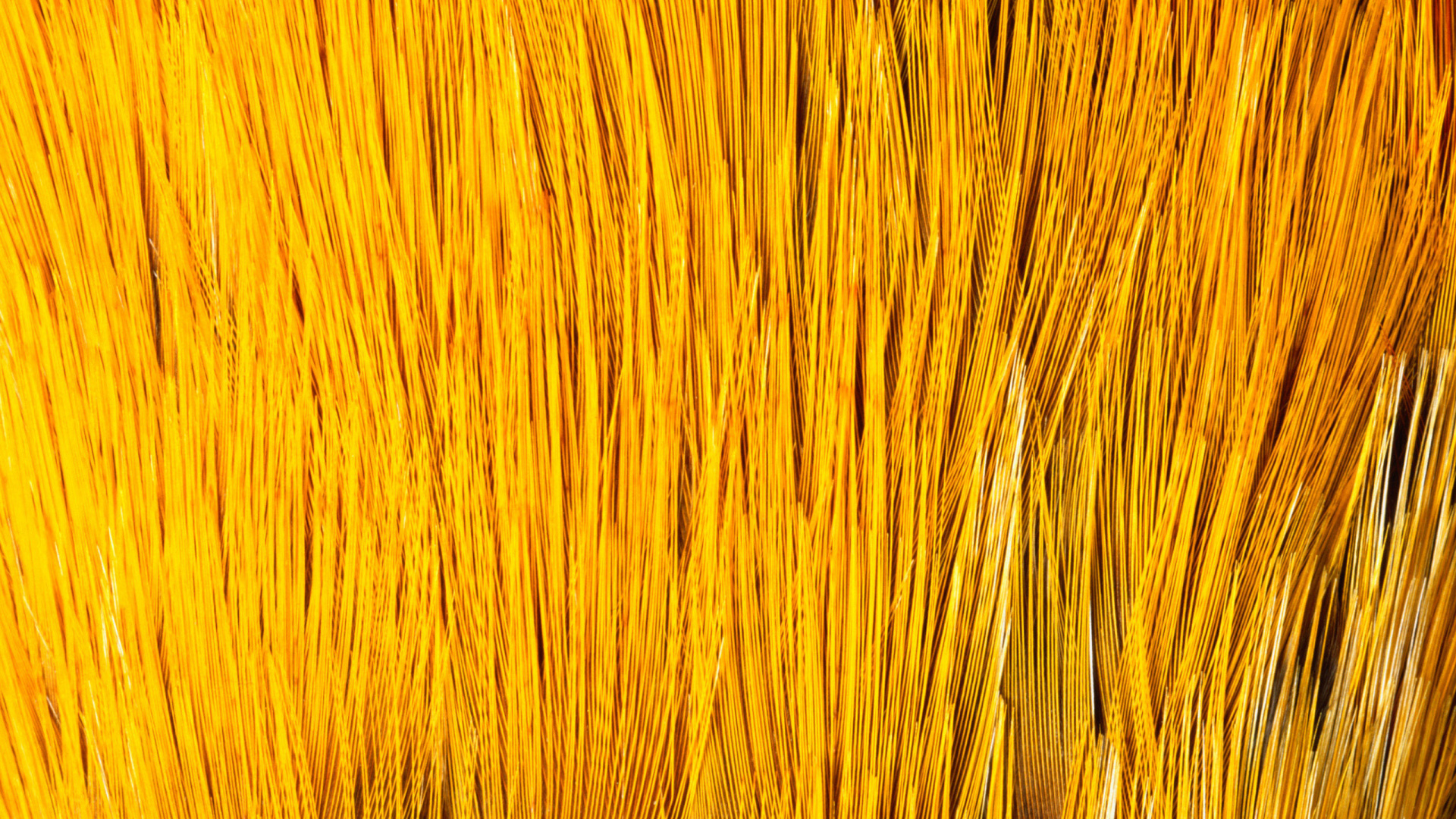 Обои древесина, эммер, желтый, семейство травы, солома в разрешении 1920x1080