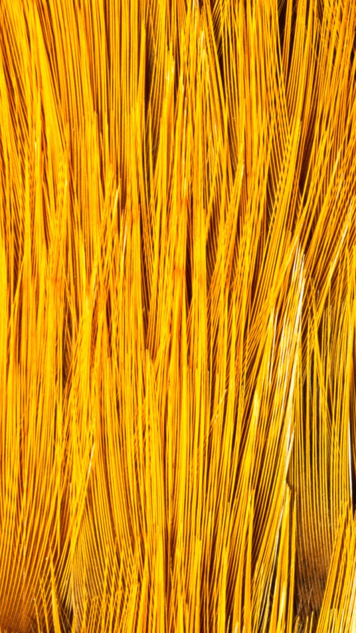 Обои древесина, эммер, желтый, семейство травы, солома в разрешении 720x1280