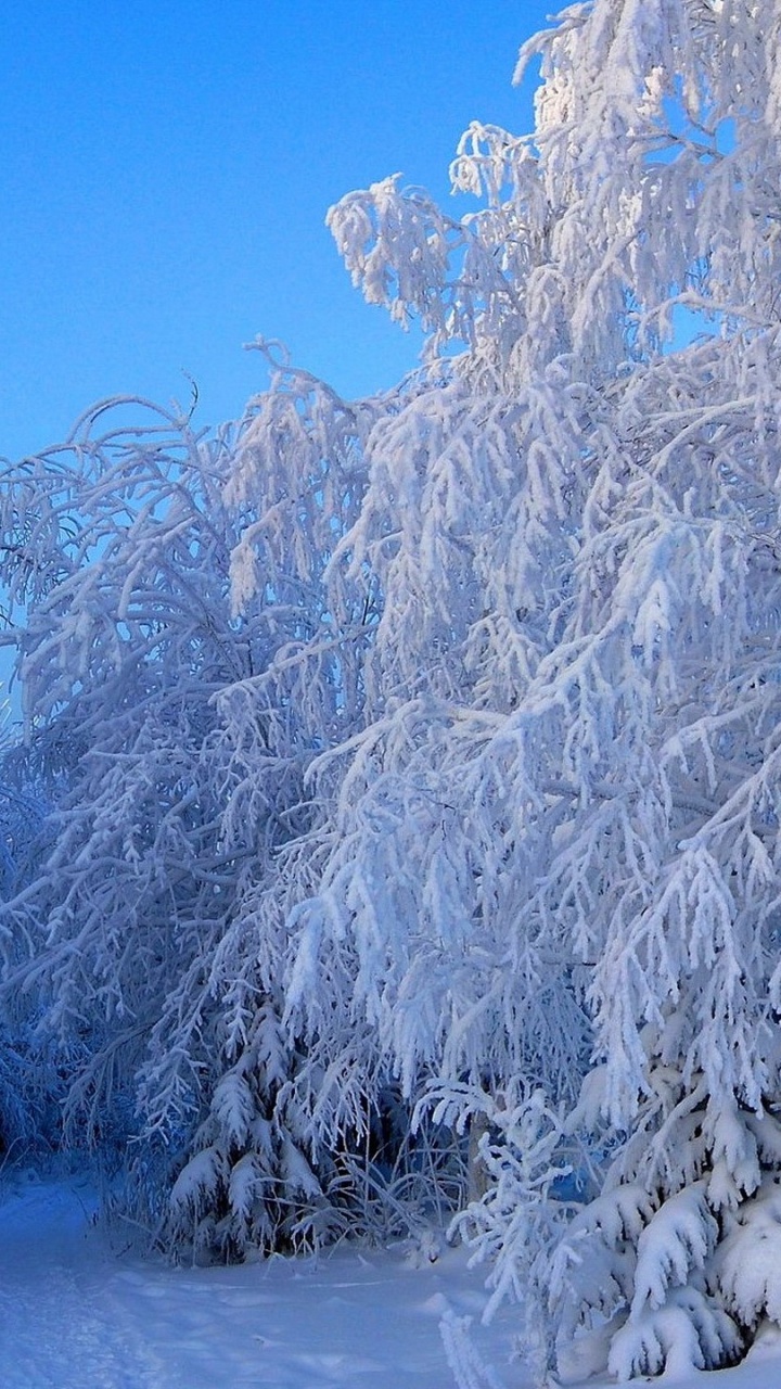 Обои зима, дерево, снег, мороз, замораживание в разрешении 720x1280