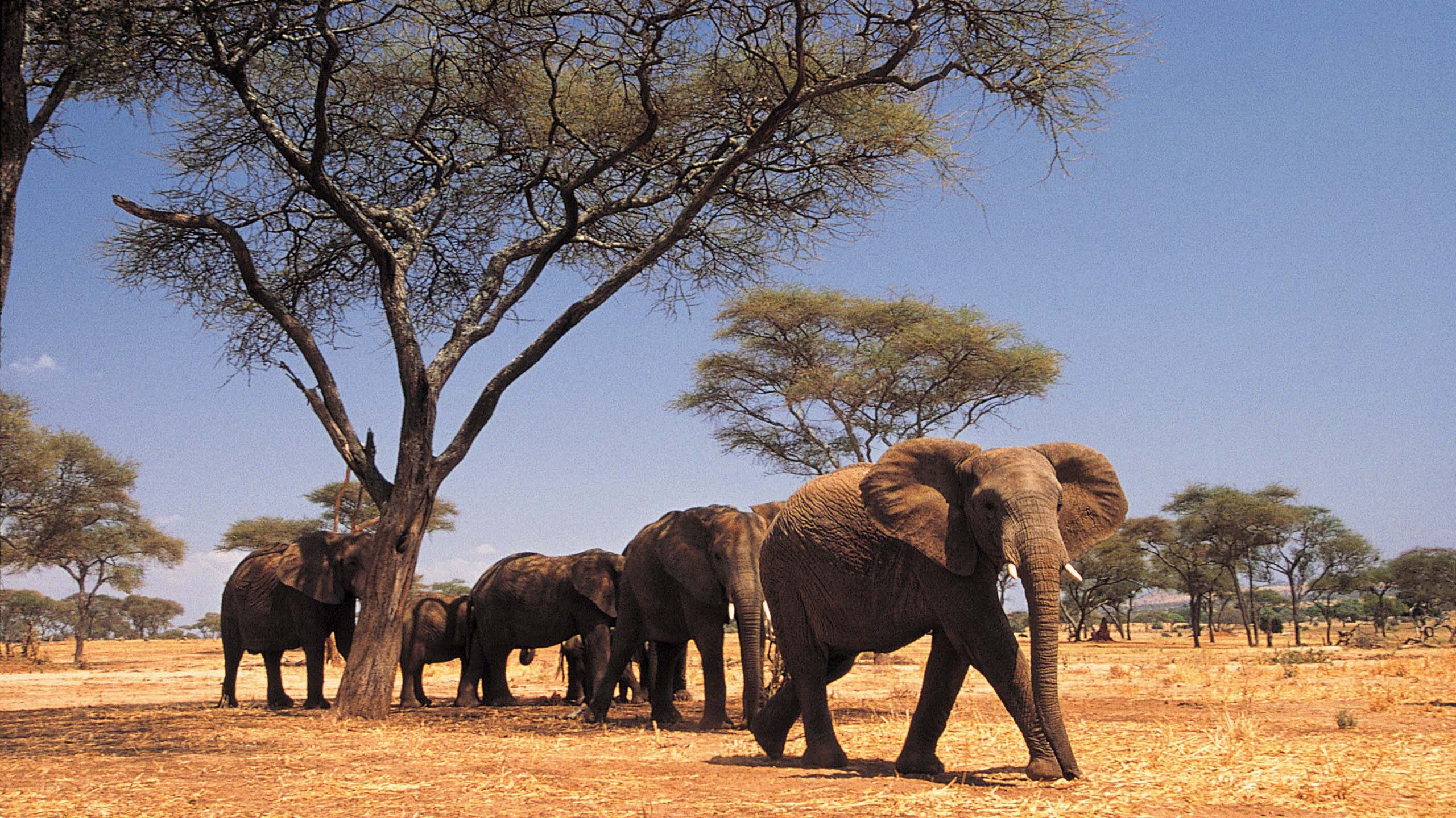 Обои Слон, слоны и мамонты, наземные животные, живая природа, африканский слон в разрешении 2560x1440