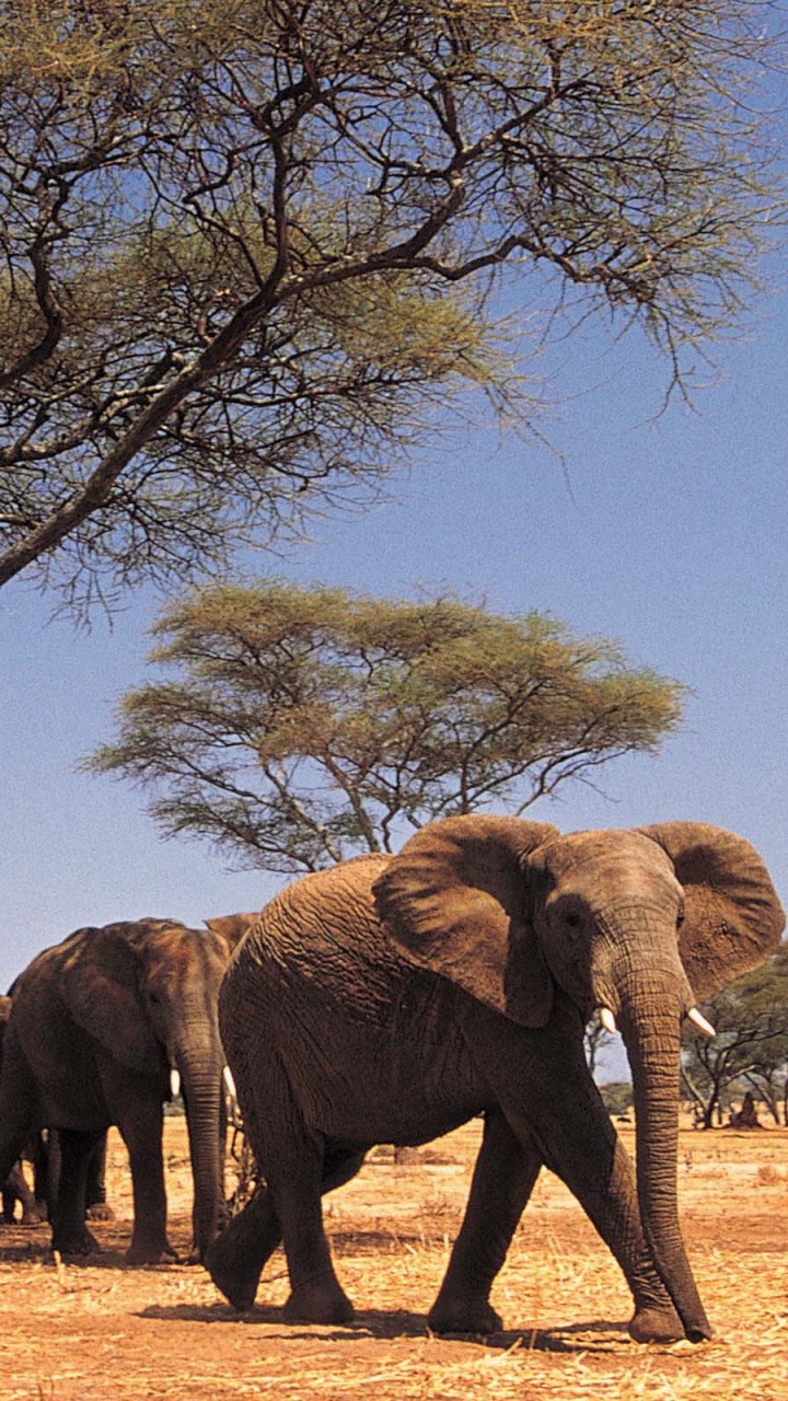 Обои Слон, слоны и мамонты, наземные животные, живая природа, африканский слон в разрешении 720x1280