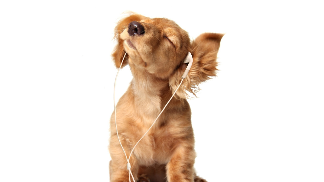 Обои щенок, пес, собака породы, музыка, прослушивание в разрешении 1280x720