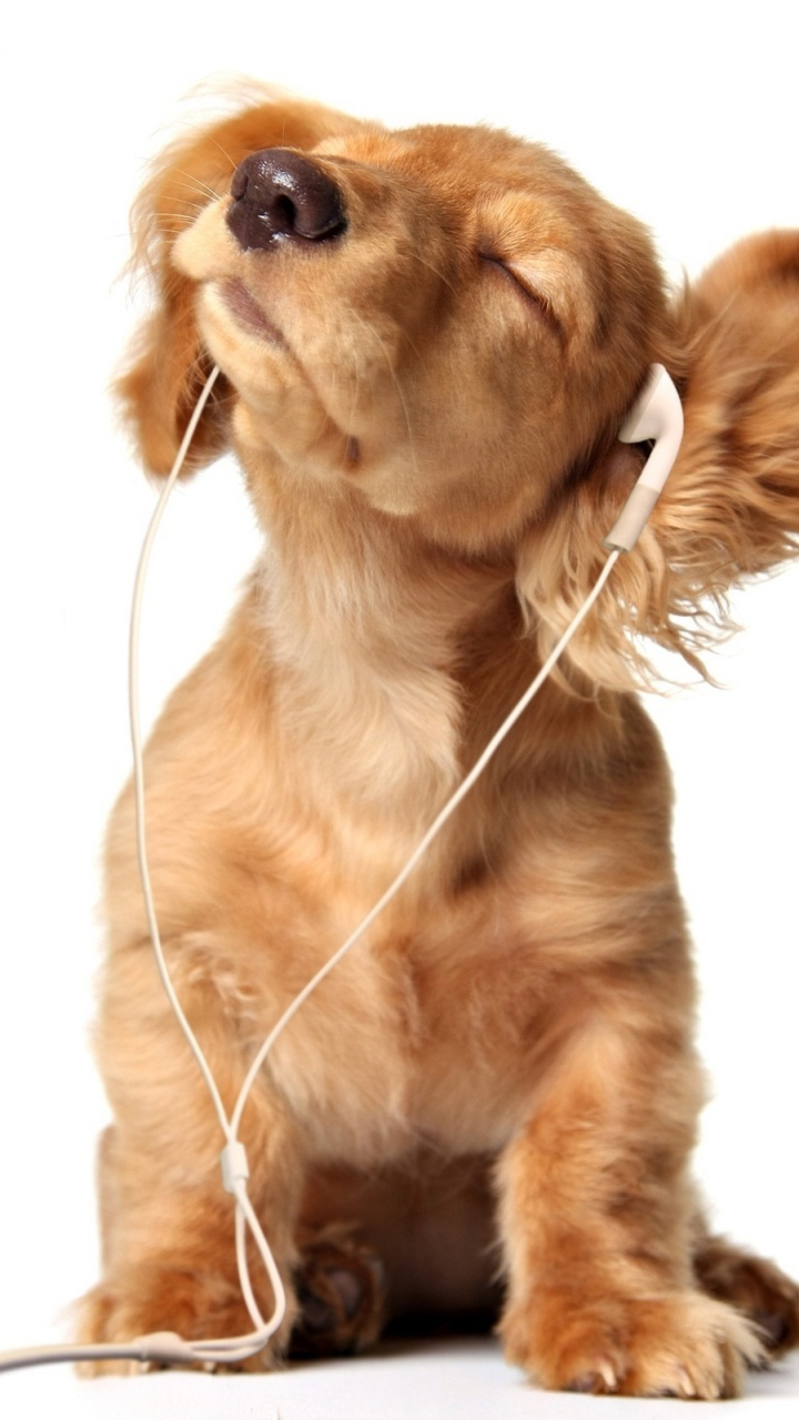 Обои щенок, пес, собака породы, музыка, прослушивание в разрешении 720x1280