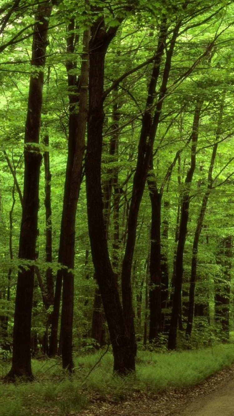 Обои лес, дорога, США национальный лес, дерево, зеленый в разрешении 750x1334