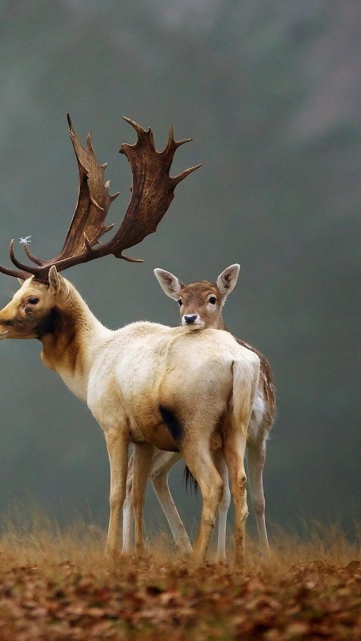 Обои олень, лось, живая природа, олений рог, наземные животные в разрешении 720x1280